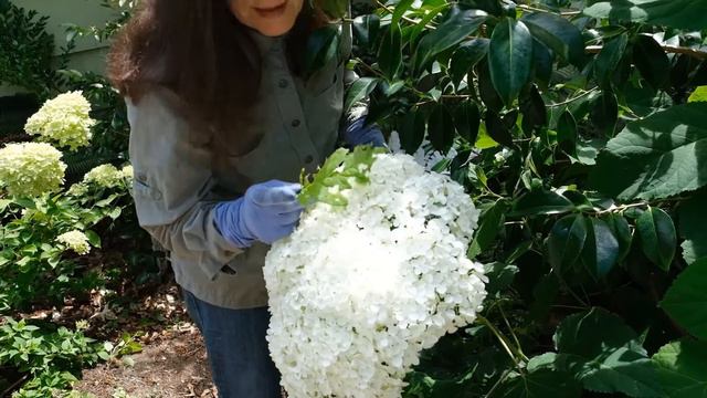 How to Grow Annabelle Hydrangeas : Huge Abundant Blooms! смотреть онлайн