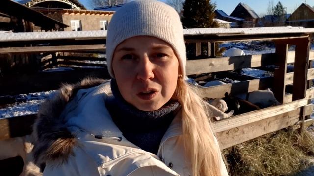 Уборка навоза осенью... Куда его?? смотреть онлайн