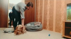 Английский кокер спаниель.3 месяца. Молли. Первые успехи.