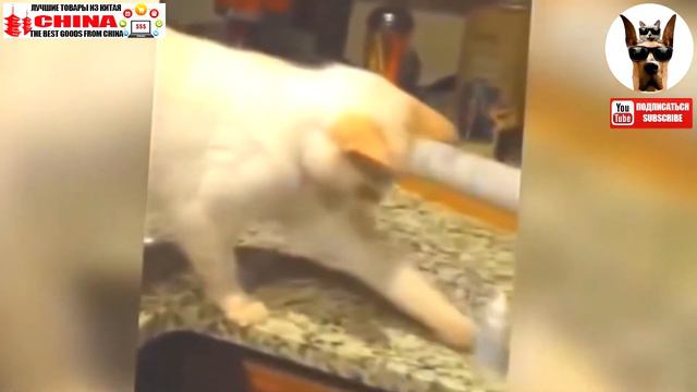 Коты сваливают все лучшее за 2015 год * Katter dumpe alt det beste av 2015 смотреть онлайн