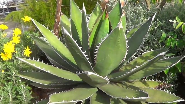 The Plant Traveller: Agave oteroi new species смотреть онлайн