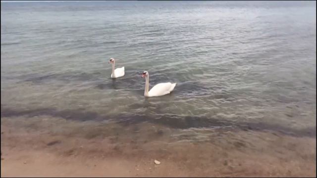 Лебеди на набережной Евпатории. Что вообще они делают в море? / Do swans swim in seawater? смотреть онлайн