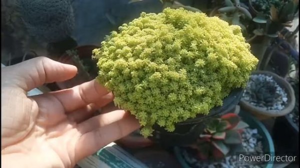 care of sedum Hispanicum Aureum 31/3/2021(Urdu/Hindi)