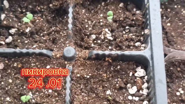 Обзор посева петунии 🌱 семена взошли и что дальше 🤔 смотреть онлайн