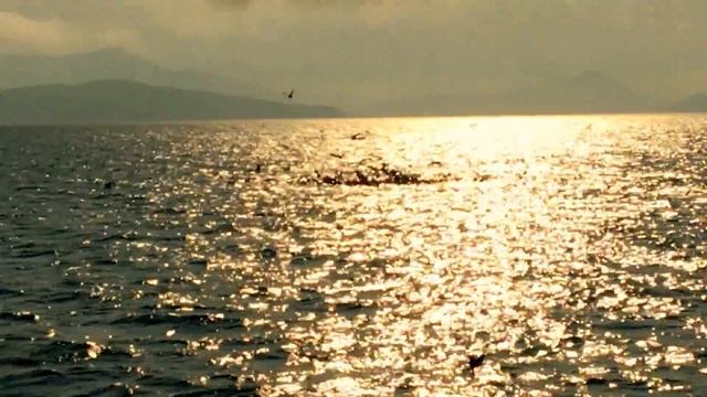 Чайки рыбачат на Камчатке смотреть онлайн