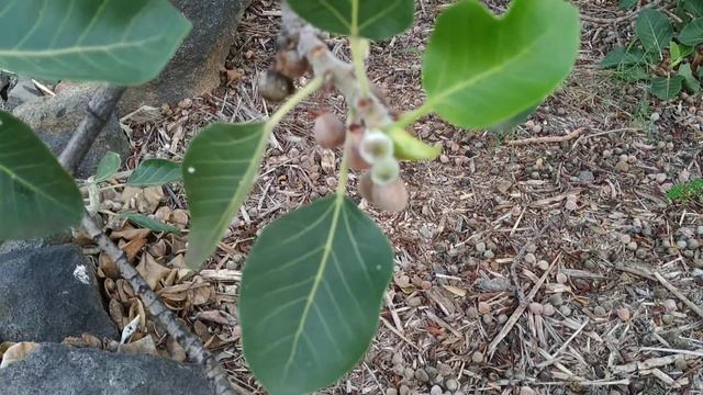 Trying Rock Fig (Ficus petiolaris ssp palmeri) смотреть онлайн