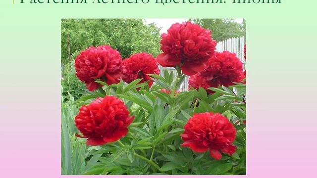 Растения среднего плана в цветнике смотреть онлайн
