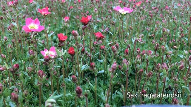Saxifraga arendsii | Perennial plants | Greenhouse | Relax and watch the spring flowers | Houseplan смотреть онлайн