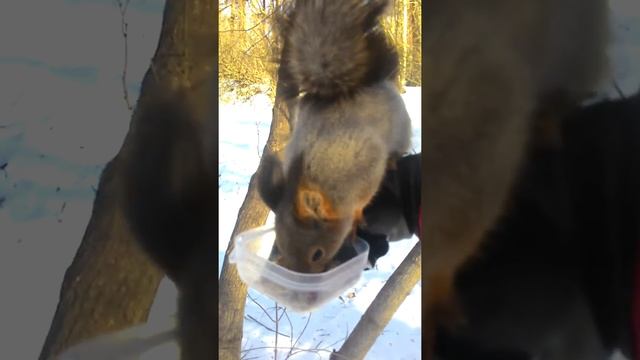 Белка 2 смотреть онлайн