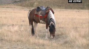 Охота на сурка байбака на Алтае - 2021г