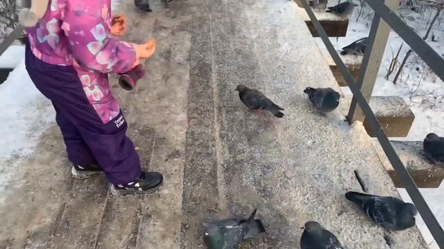 Где зимуют утки или как мы кормили голубей из рук )) смотреть онлайн