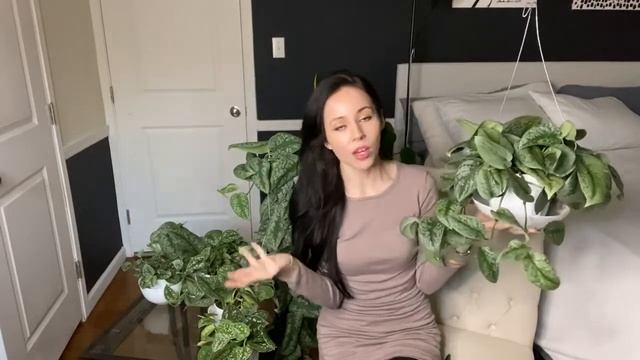 Scindapsus Pictus Full Care Guide And My Collection