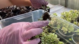 Седум Атлантис. Показываю, как рассадить седум в горшки после черенкования