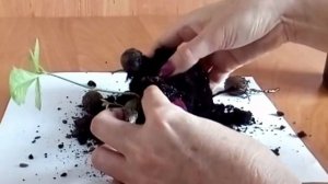 Как посадить Дуб все секреты посадки 2 вариант how to plant acorn  Саженцы дуба oak planting oak