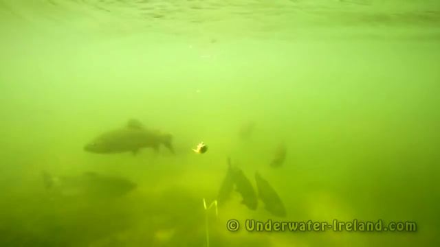 Форель на блесну. Подводные съёмки. смотреть онлайн