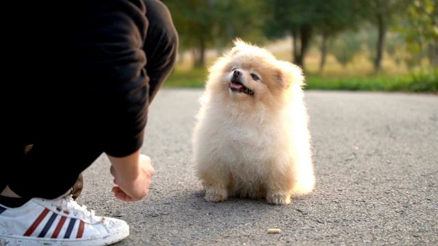 11 Best Dog Whisperer Tips from Cesar Millan смотреть онлайн