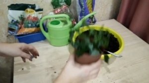 Комнатные цветы. Пересадка радермахеры и замиокулькаса.