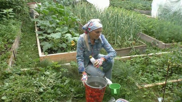 Лучшая подкормка для кабачков смотреть онлайн