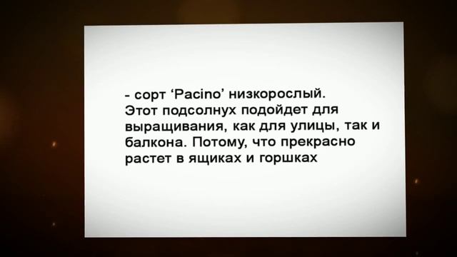 Декоративный подсолнечник для дачи смотреть онлайн
