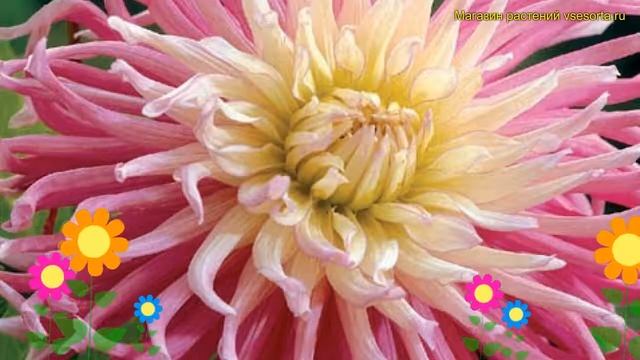 Георгина махровая Старс Фаворите. Краткий обзор, описание dáhlia variabilis Stars Favourite смотреть онлайн