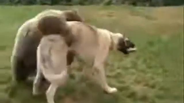 Best Friends in Deer and dog game playing to beauty full location смотреть онлайн