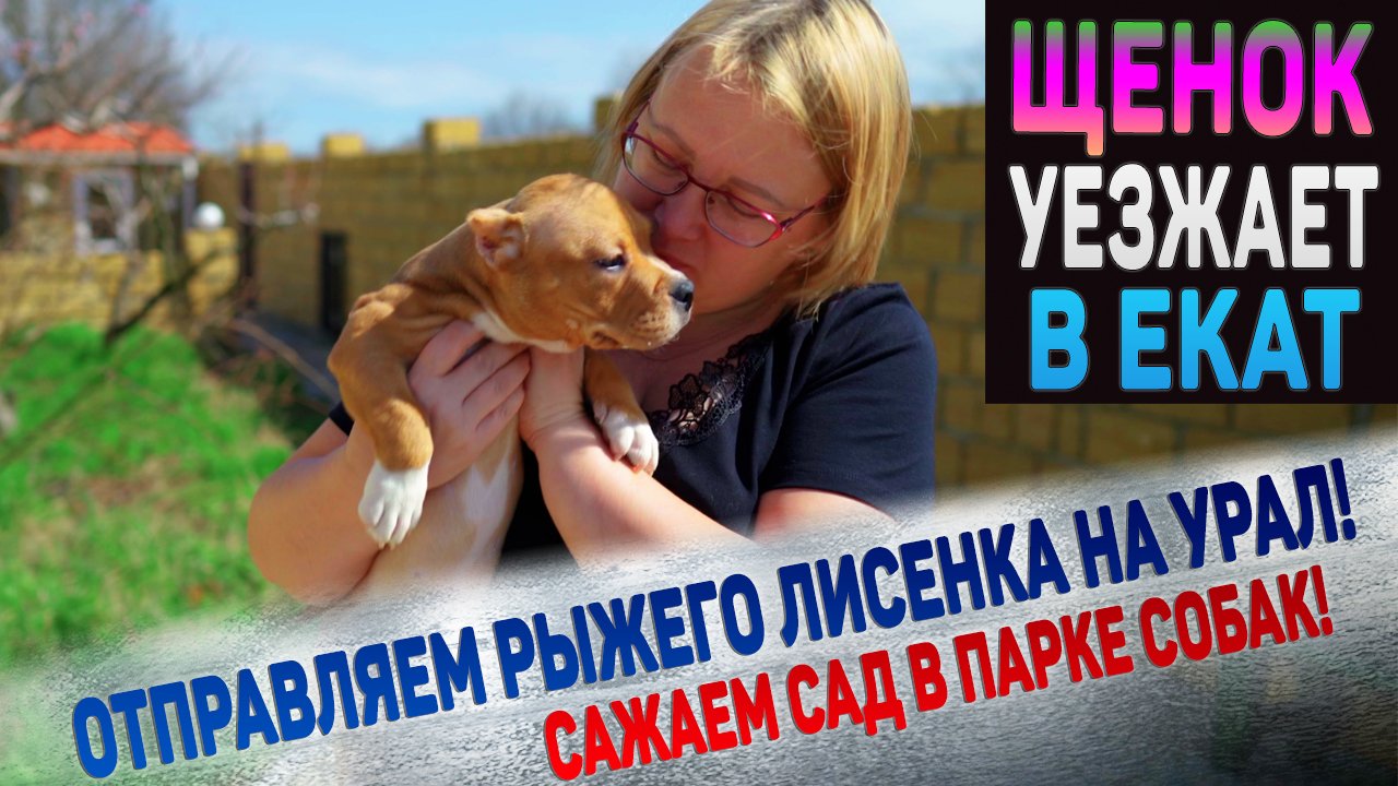 Как назвали Лисенка новые хозяева из Екатеринбурга? Мы купили плодовые деревья в наш парк собак. смотреть онлайн