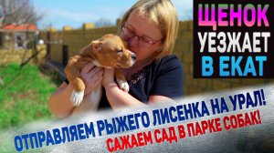 Как назвали Лисенка новые хозяева из Екатеринбурга? Мы купили плодовые деревья в наш парк собак.