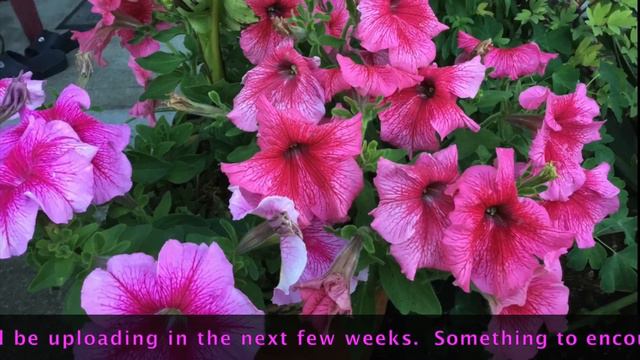 Hanging Baskets Most Beautiful Annual Plants In September 2022 | #PNW Life In America 🇺🇸 смотреть онлайн
