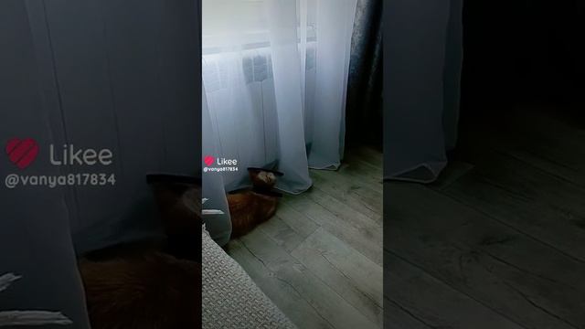 кот !😍 смотреть онлайн