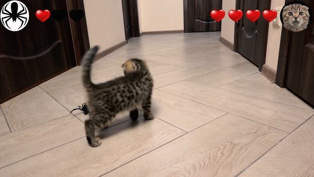 Смешной кот и паук - Смотреть до конца