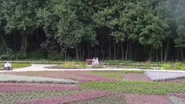 Heidetraum Schneverdingen Heideblüte August 2010