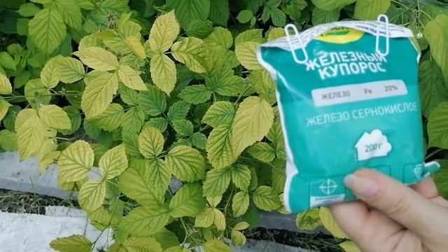 ?ХЛОРОЗ МАЛИНЫ. МЕТОДЫ БОРЬБЫ.? смотреть онлайн