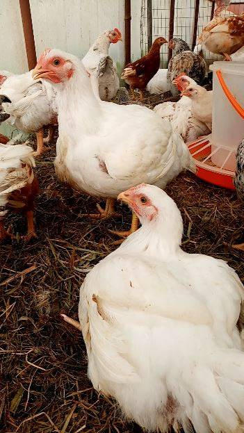 Этот БРОЙЛЕР ввел меня в ШОК смотреть онлайн