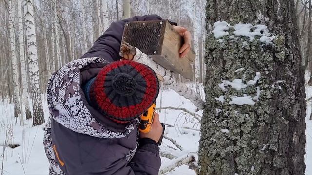 Охота на куницу капканами часть №1 смотреть онлайн