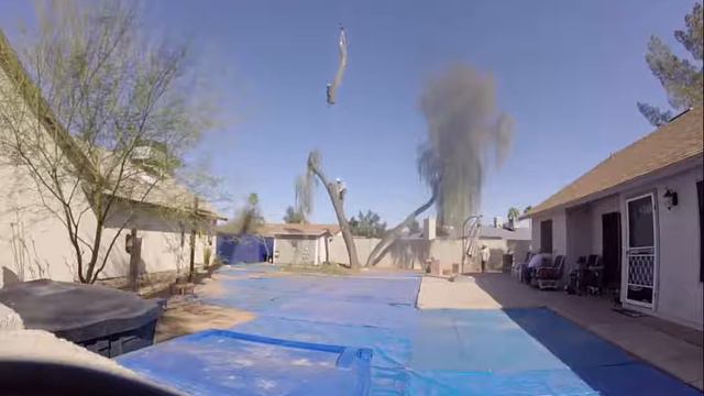 Large Acacia Tree Removal 95ft Back Yard 30" Base Hayward Tree 602-402-1378 смотреть онлайн