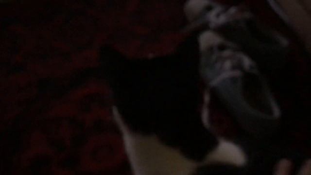 How My Cats React When It Starts To Rain Outside | Adorable Objections Were Made смотреть онлайн