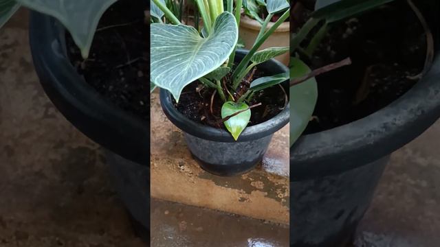 Philodendron Birkin plant #utube #plants #gardenflowerplants 🍀💚 смотреть онлайн