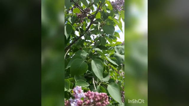 Весна,май,сирень смотреть онлайн