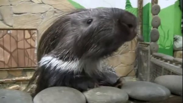 Маленький дикобразик и мама-дикобраз