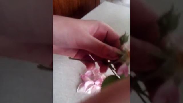 Сбор лепестков чайной розы для варенья или создания ароматов смотреть онлайн