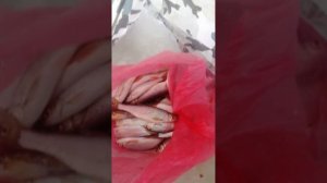 Моя рыбалка на томи в Томске