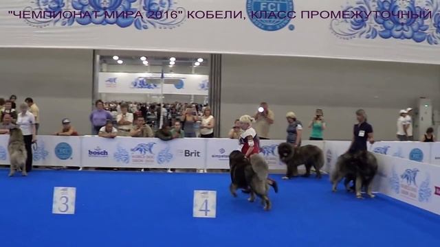 «World Dog Show» 2016.06.26 Москва, кавказские овчарки, кобели ПРОМЕЖУТ. www.r-risk.ru +79262205603 смотреть онлайн