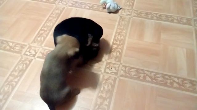 Щенки той терьера 5 недель / Puppies of the terrier 5 weeks смотреть онлайн