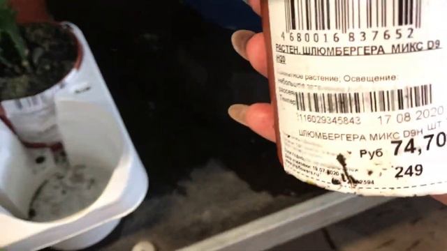 Уценённые Цветочки в Оби! На уценке Хосты. смотреть онлайн