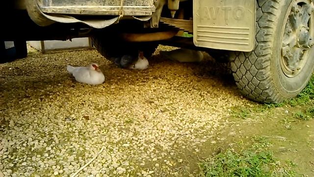 Как отличить селезня от утки// Маран смотреть онлайн