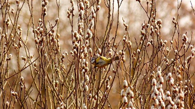 С Вербным Воскресеньем! смотреть онлайн