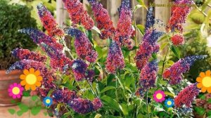 Буддлея давида Смесь окрасок. Краткий обзор, описание характеристик, где купить рассада Mix