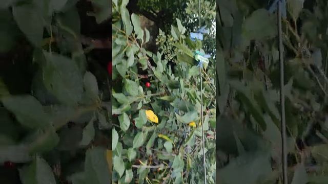 ВИШНЯ ,которая БОЛЬШЕ ЧЕРЕШНИ ,СТАРЫЙ СОРТУ ГИГАНТ!!! смотреть онлайн