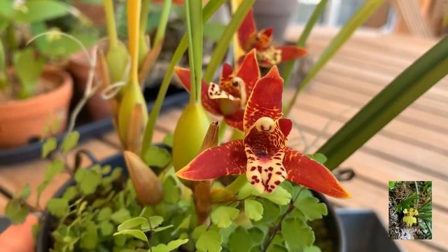 maxillaria tenuifolia , максиллярия тенуифолия , орхидеи в доме. смотреть онлайн