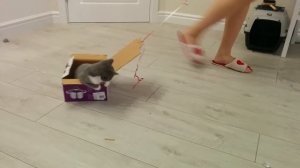 Кот катается в коробке кототакси